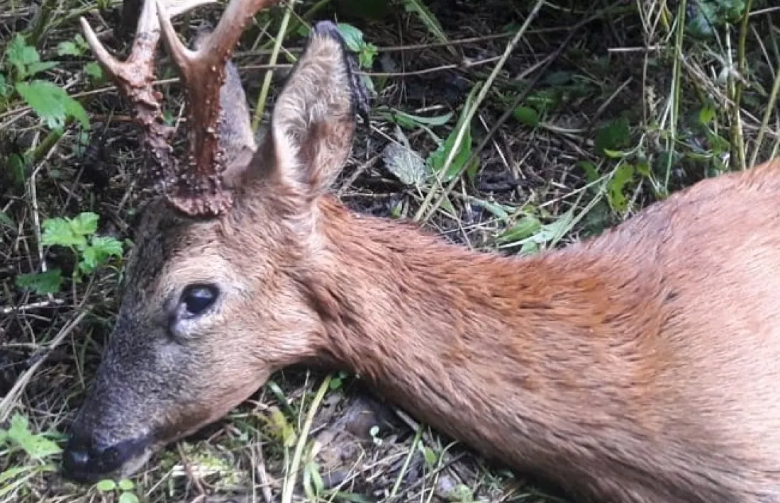 Cabirol atropellat dimecres passat.