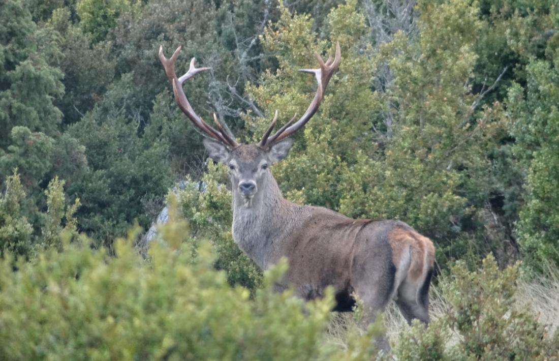 Un cérvol a la Reserva Nacional de Caça de Moumort.