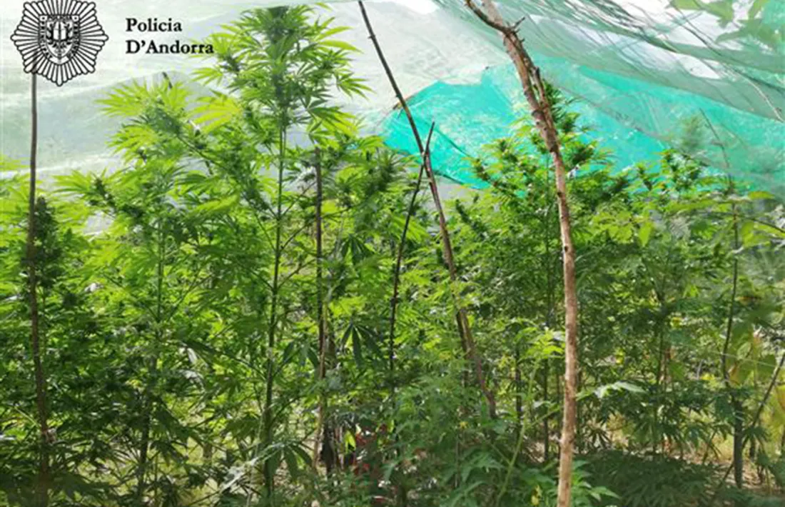 Una imatge de la plantació.