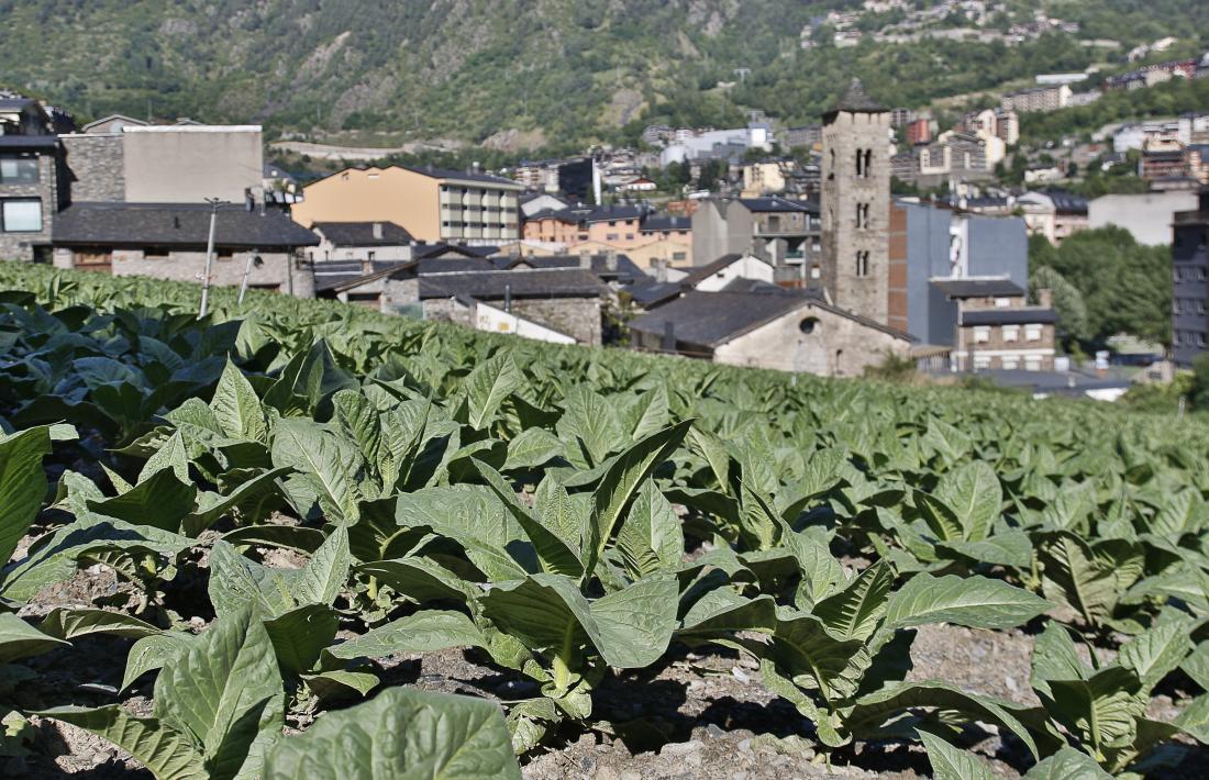 Una plantació amb el tabac encara per collir.