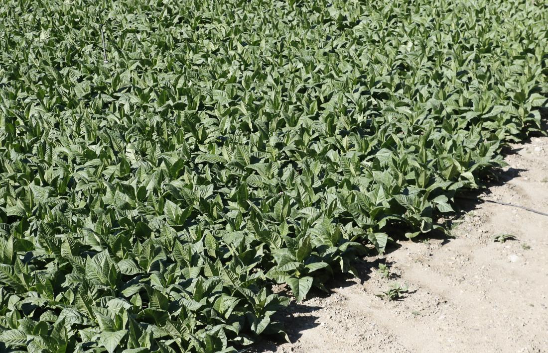 Plantes de tabac creixen en un camp. 