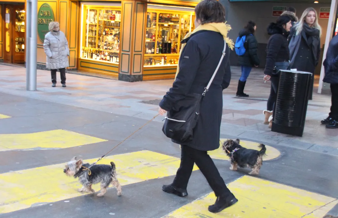 Gossos passejant pels carrers del país.