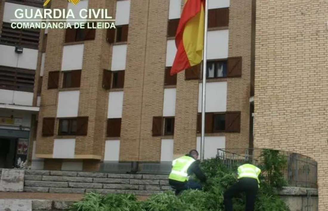 Decomís de marihuana de la guàrdia civil a Alàs i Cerc.