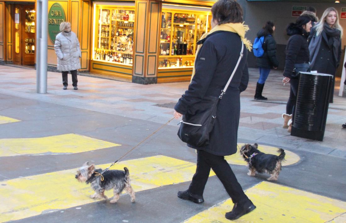 Actualment hi ha a la gossera una vintena d'animals 'adoptables'.