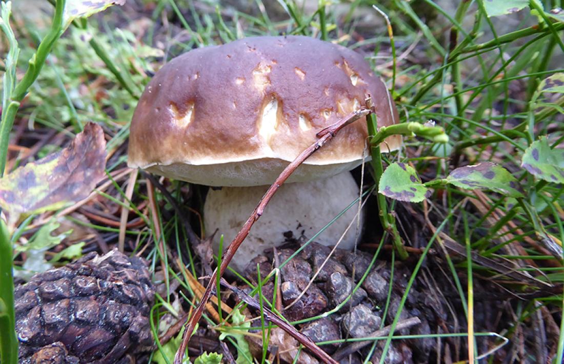 La recollida dels bolets s’ha dut a terme des de la primavera passada.