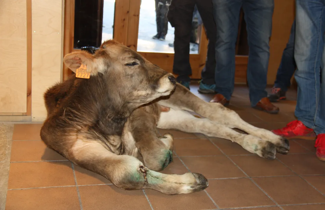 El vedell, abandonat a l’oficina del Parc Natural de l’Alt Pirineu el 27 d’agost passat, durant una protesta contra l’os Goiat.