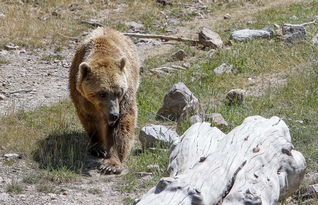 Un os del parc d’animals de Naturlàndia.