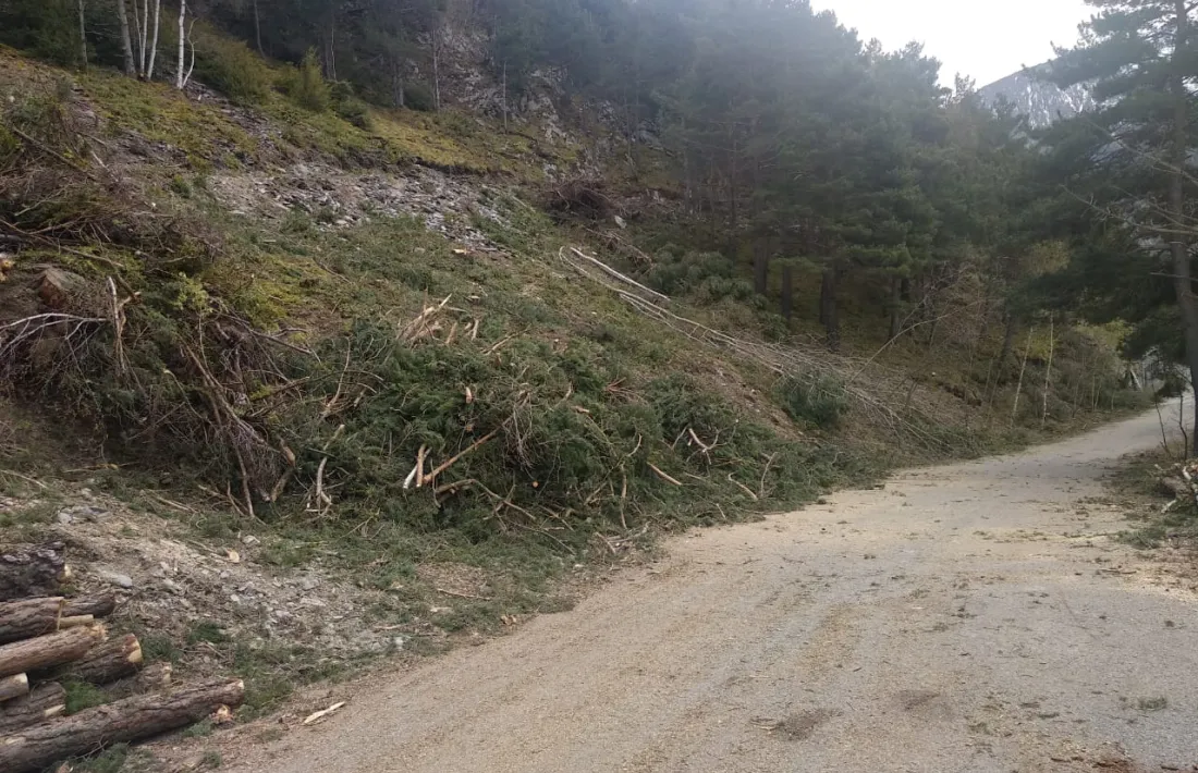 Arbres talats a la zona on es farà l’excavació per ubicar-hi l’ETR.