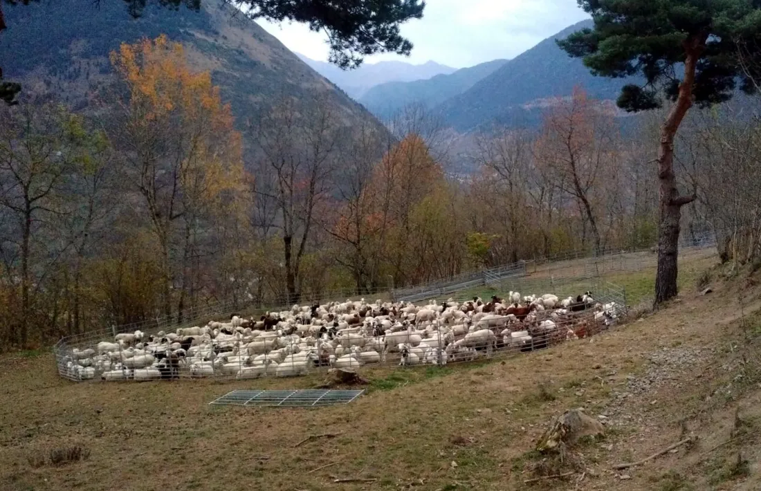 Un dels agrupaments de ramats d’ovelles per protegir els animals dels ossos.