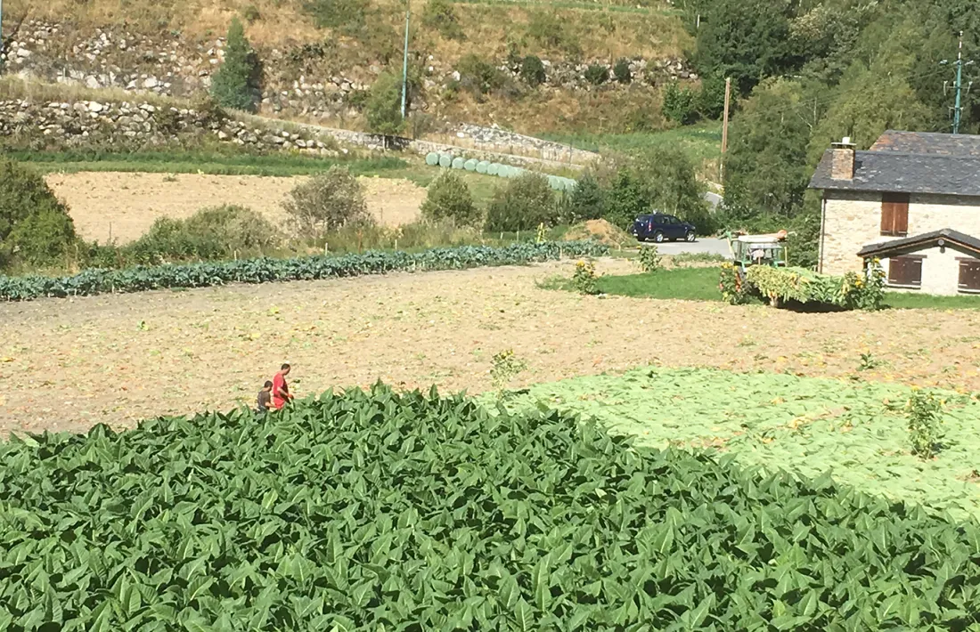Una explotació agrícola andorrana.
