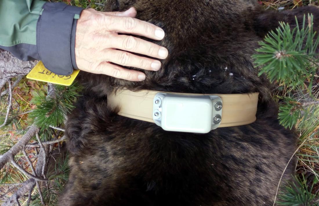 La col·locació del collar de seguiment a l’os Goiat.