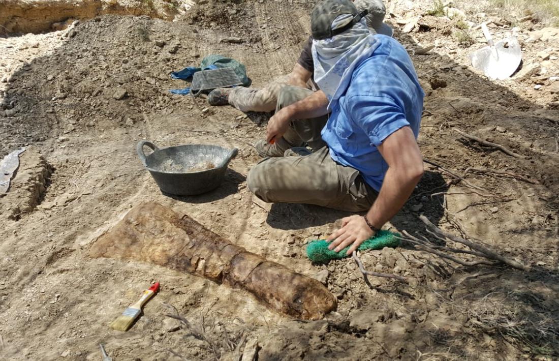 Un os de l’avantbraç d’un titanosaure, una ulna, recuperat a les Gavarres.