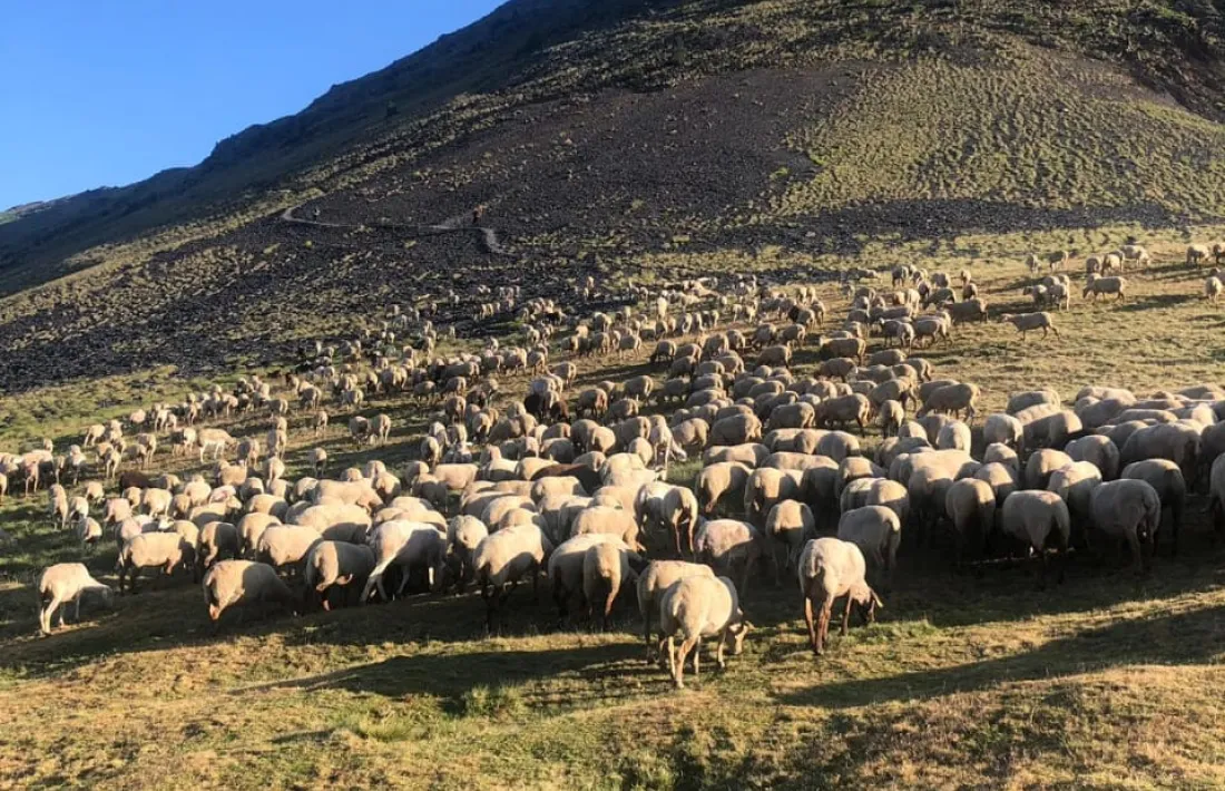 El ramat de 700 ovelles que peix de d'aquest dilluns al Comapedrosa.