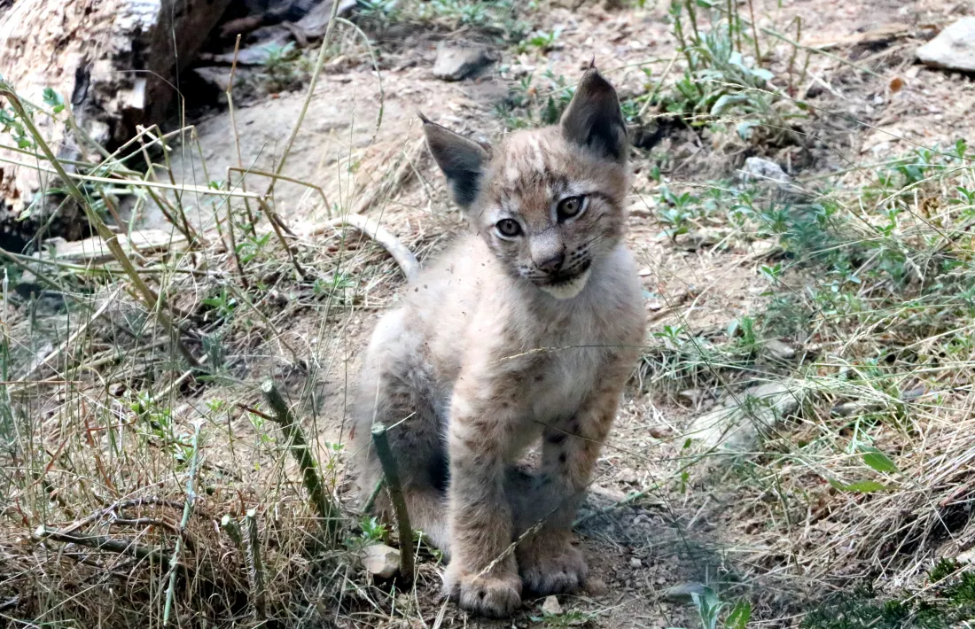El cadell de linx nascut al centre MónNatura Pirineus.