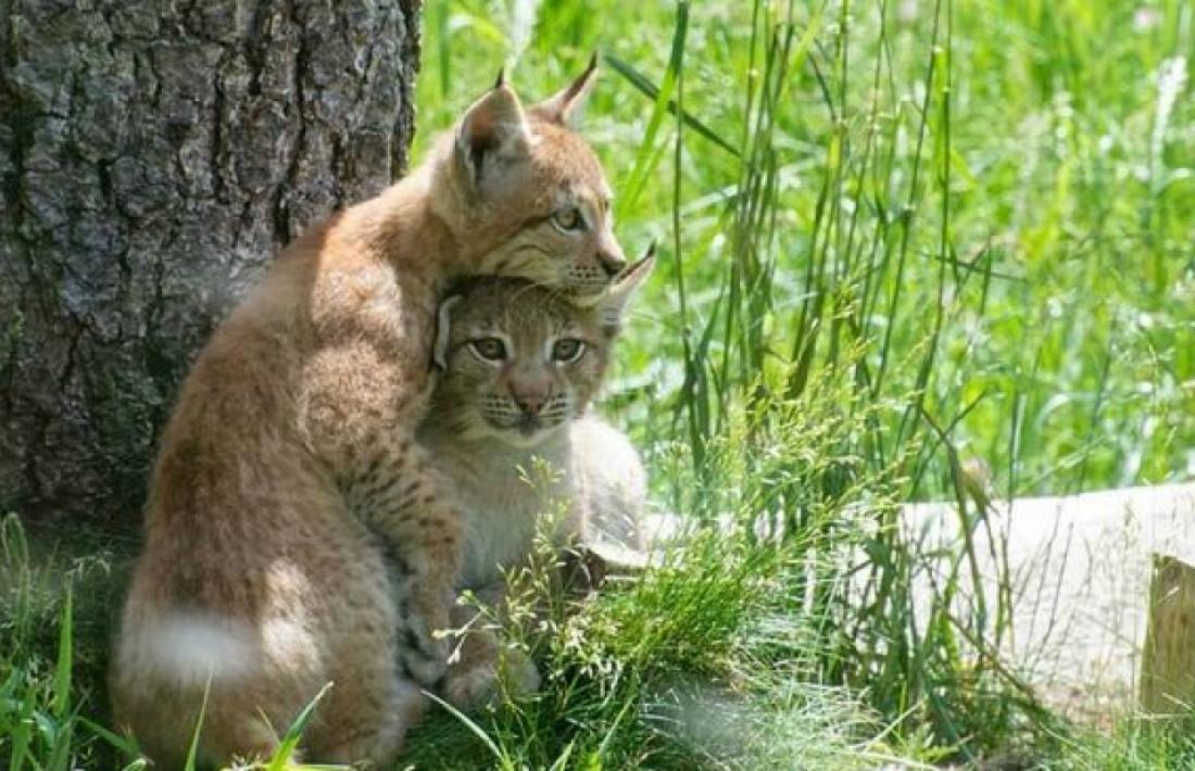 Les dues cries de linx boreal que es poden veure a Naturlàndia des de fa deu dies.