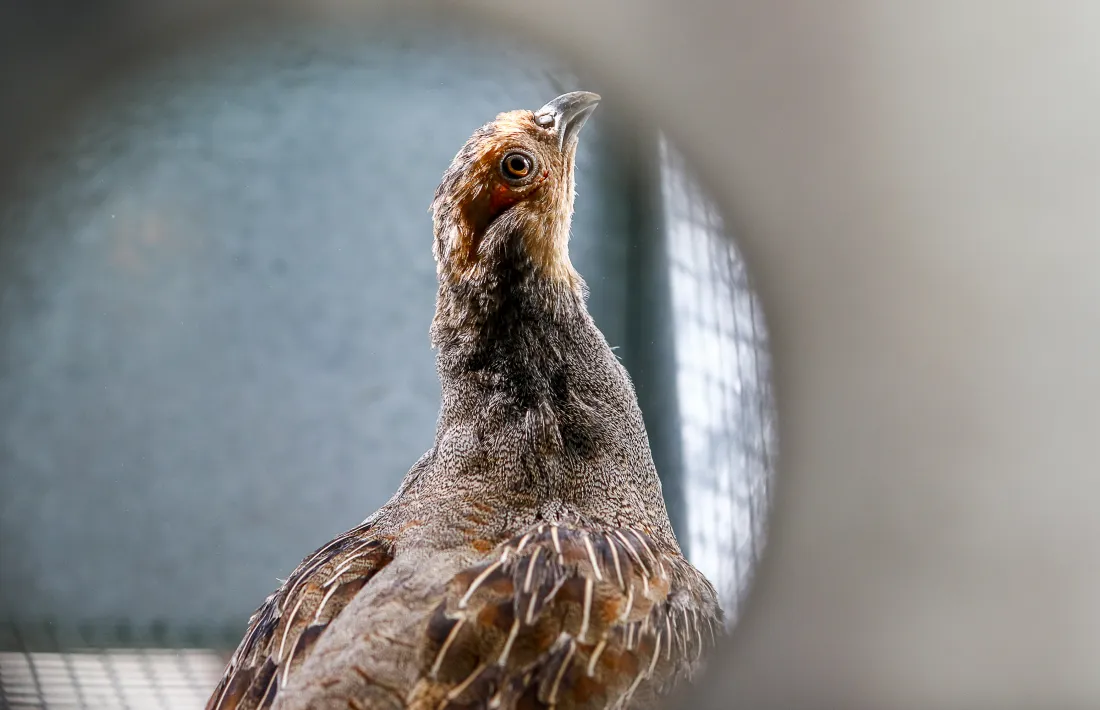 Una perdiu xerra al centre de reproducció en captivitat de Llumeneres.