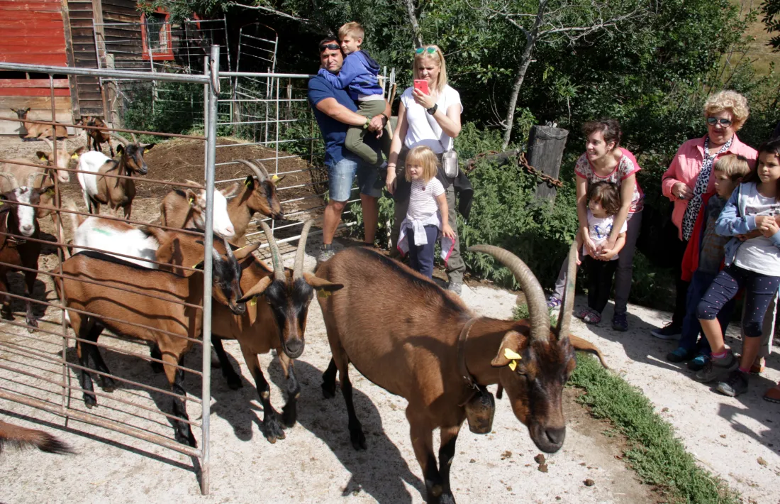 Un ramat de cabres de la formatgeria de Montmalús sortint a pasturar sota la mirada del públic de les Visites a pagès.