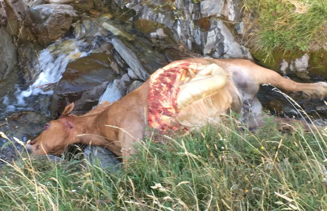 La darrera euga morta per l’os Cachou a la Vall d’Aran. conselh generau d’aran