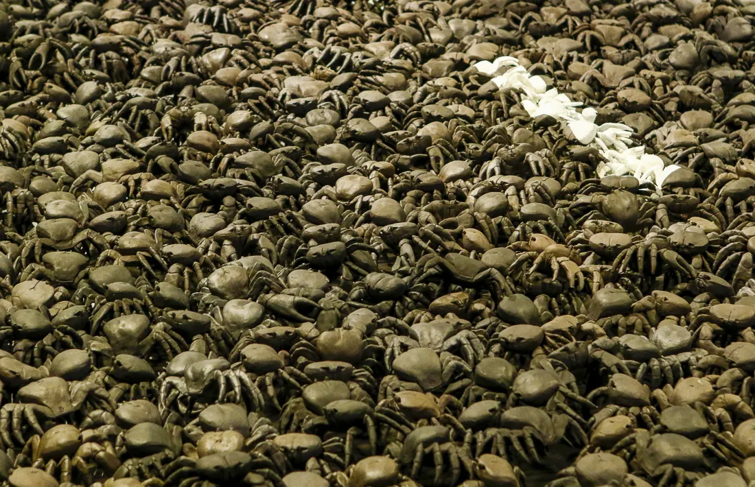 La meva vida quan vaig ser un cranc