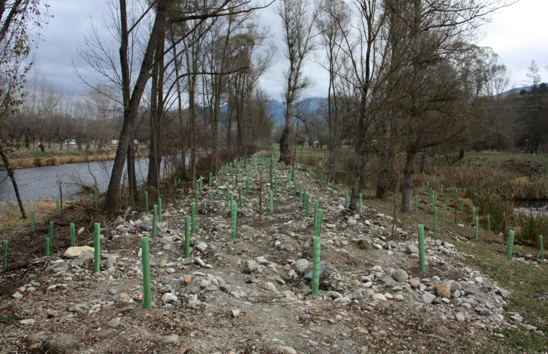 La plantació d’arbres que s’ha fet a les Basses de Gallifà.