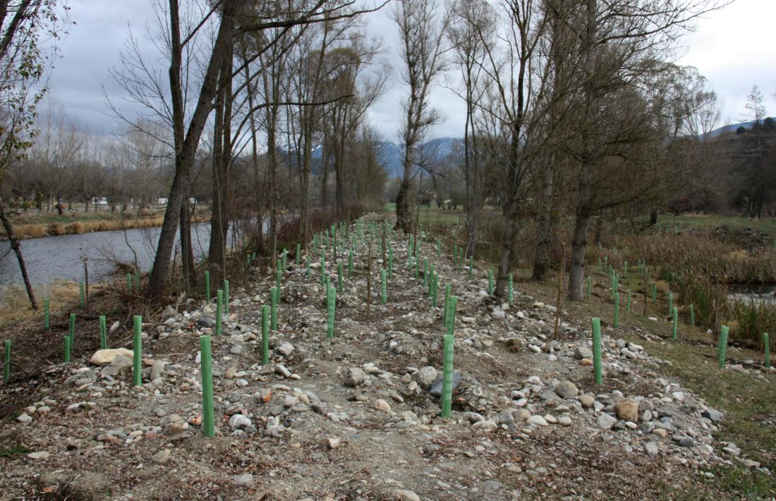 La plantació d’arbres que s’ha fet a les Basses de Gallifà.
