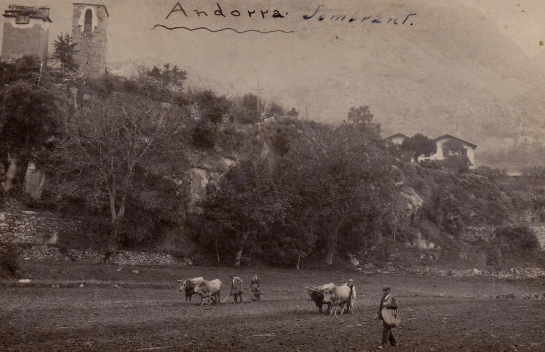 Cap al 1900: el colomer de casa Mateu, a sota del campanar de Sant Esteve. Atenció als bous treballant al que avui és Prat de la Creu.