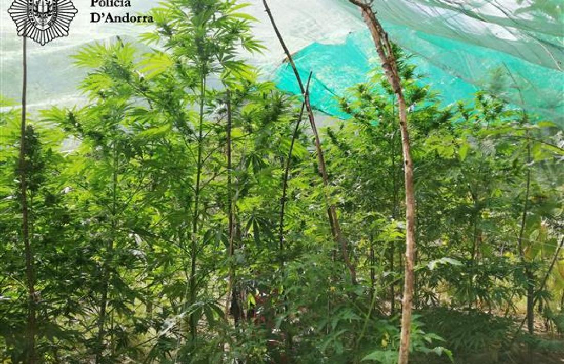 Plantes de marihuana al rec del Solà en el moment de l’operació ‘Cabirol’.