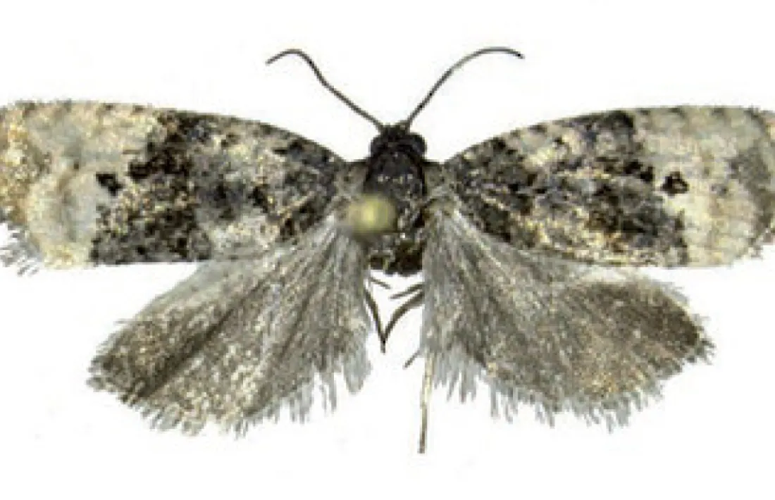 Exemplar adult de Metendothenia Atropunctana.