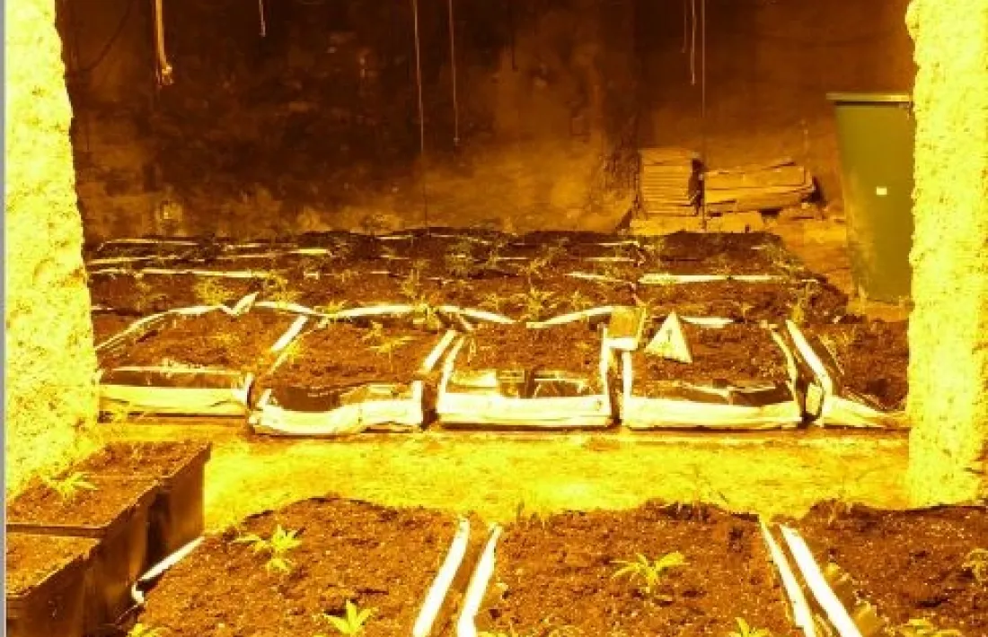 La plantació de marihuana.