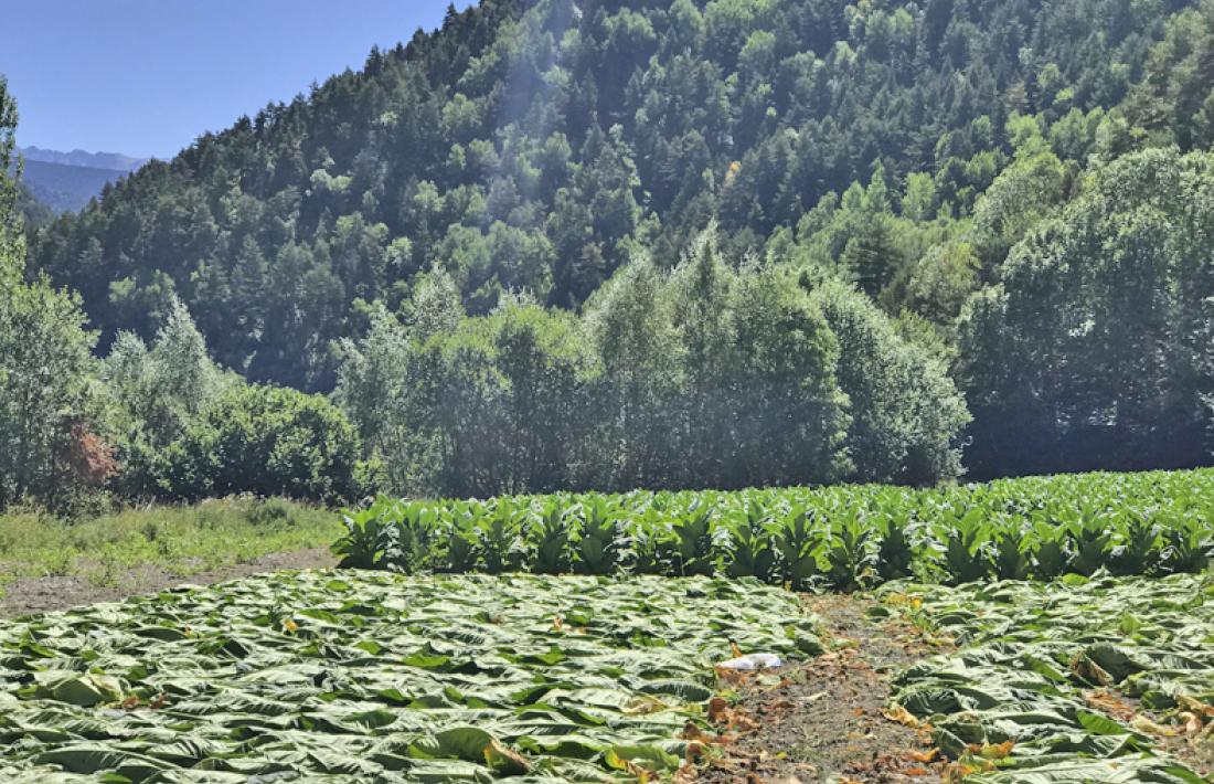 Un camp de plantes de tabac.