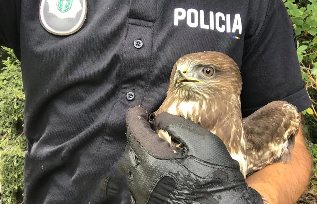 L'aligot comú rescatat per la policia d'Andorra.