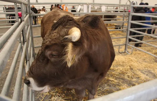 150226_concurs-mascles-bruna-comptara-animals_1558054385_28425137_1332x888