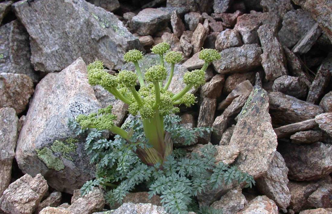Mostra de Xatardia Scraba a la reserva natural de Mantet.