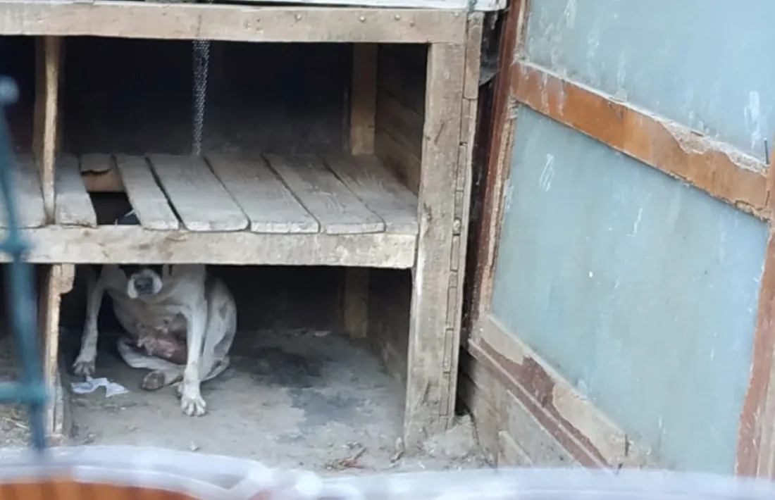 Estat actual d'algunes de les gàbies que acullen els animals.