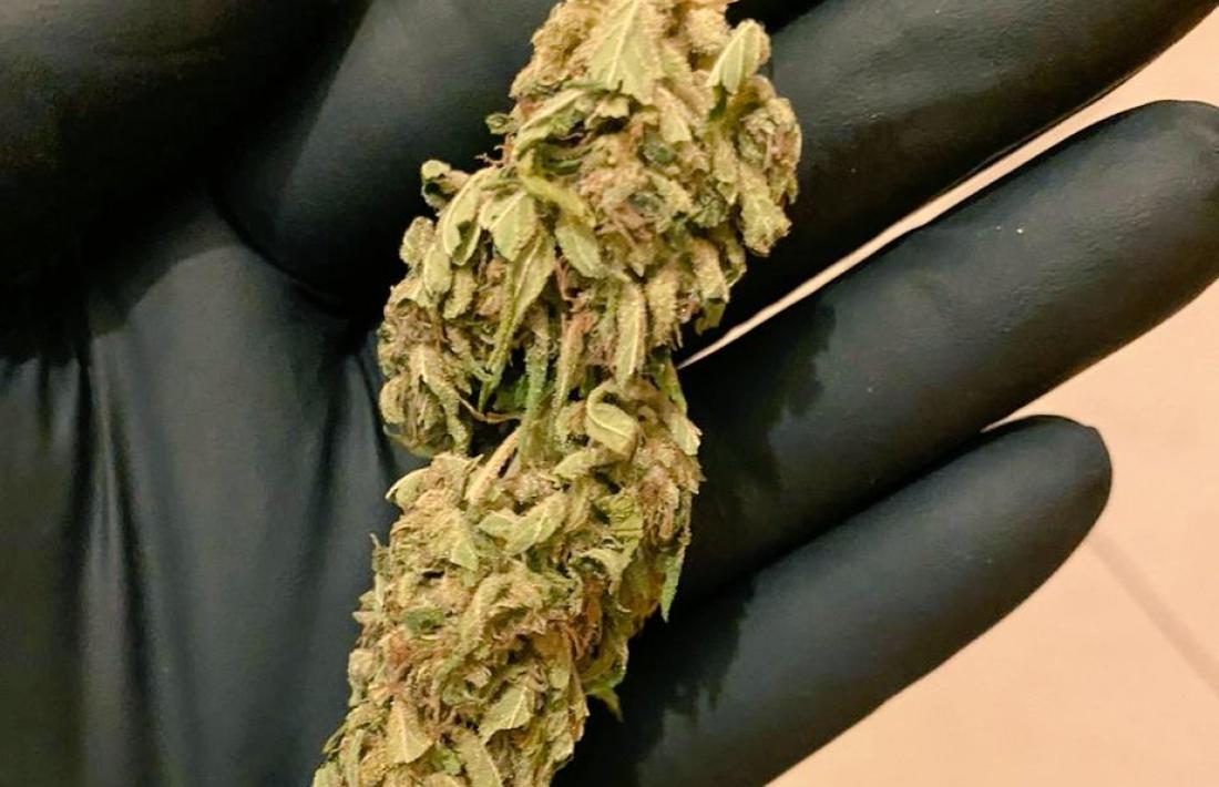 Una mostra de marihuana.