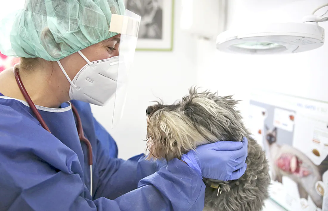 El gosset Mac, un Schnauzer que la setmana passada va passar pel dispensari de Pozo.