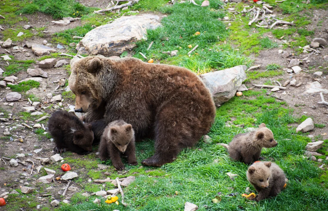 Les quatre noves cries d'ós bru.