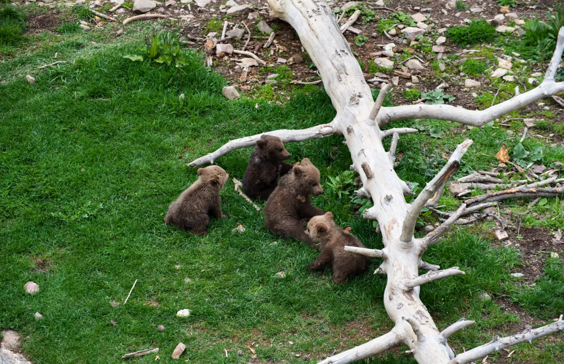 Naturlandia amplia la família d'óssos bruns amb quatre cries.