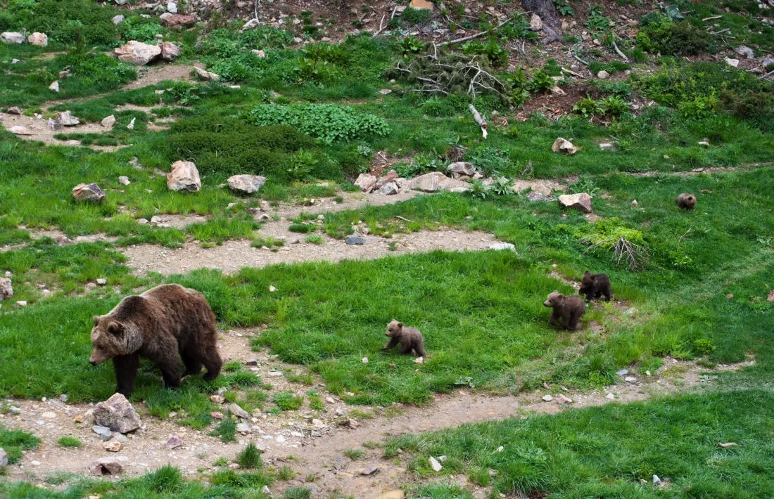 Imatge de les quatre cries d'ós bru que han nascut a Naturlandia.