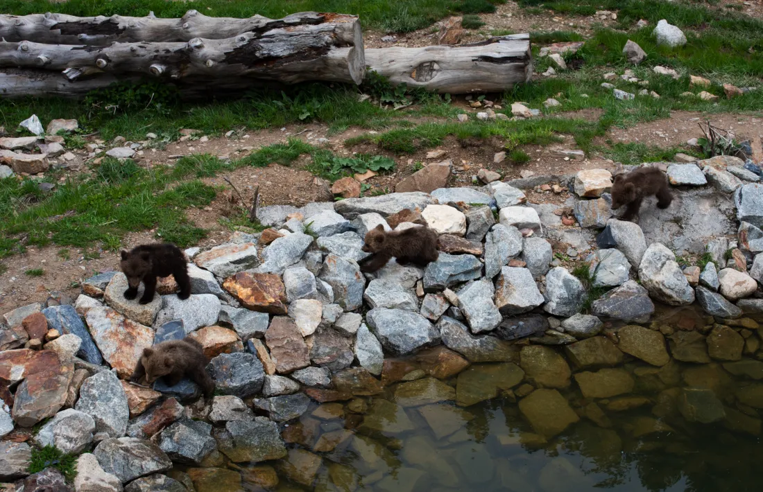 Imatge de les quatre cries d'ós bru que han nascut a Naturlandia.