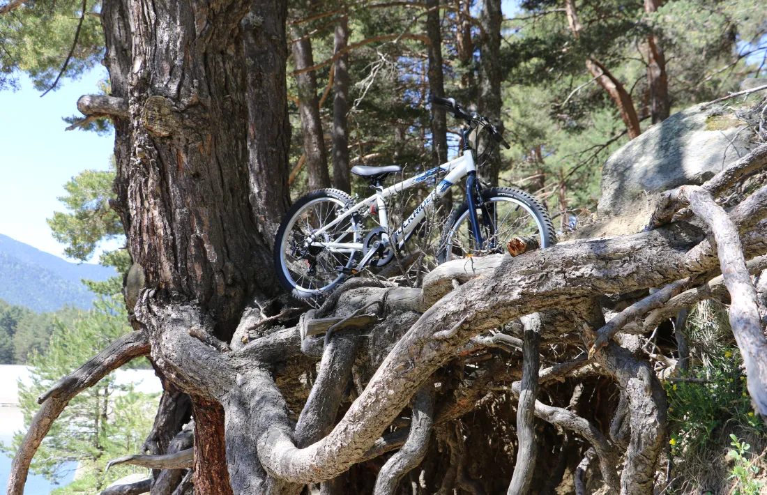La bicicleta d'un infant, entre arrels d'Engolasters.