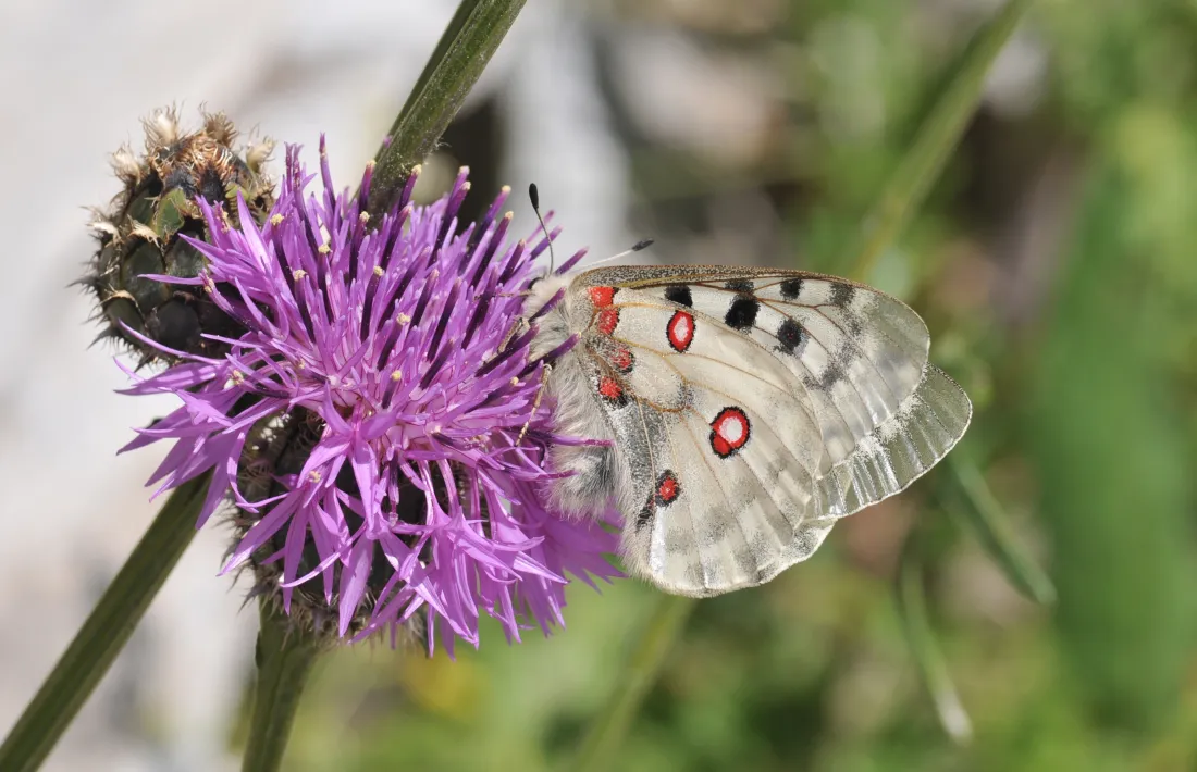 Flora del parc natural de la Vall de Sorteny.