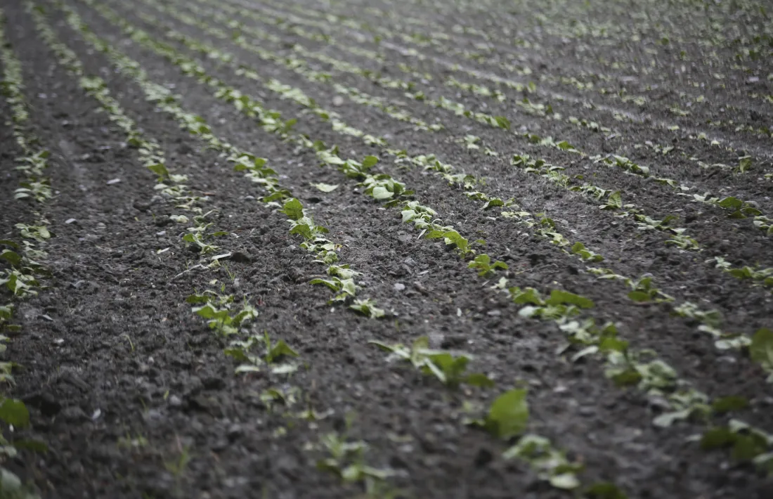  Camps de conreu de tabac, ahir, després de la pedregada. 