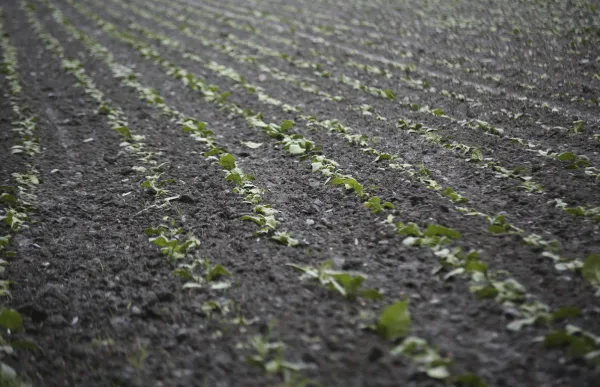 p._8.1_tabaco_santa_coloma_-_facundo_santana