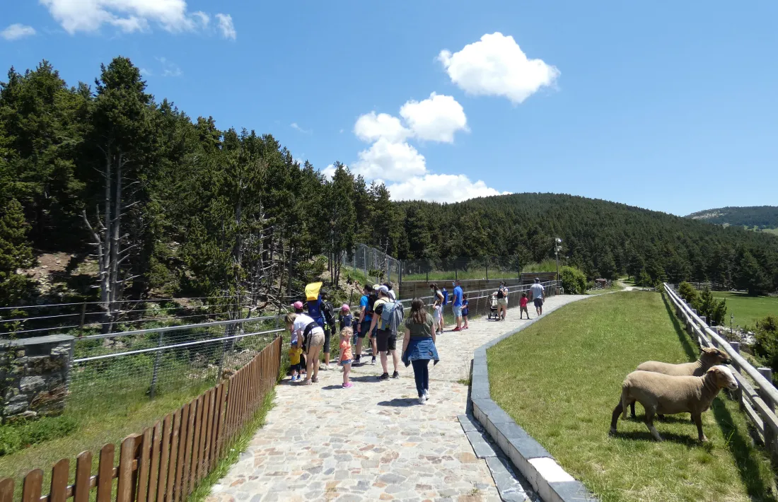Visitants al parc d'animals.