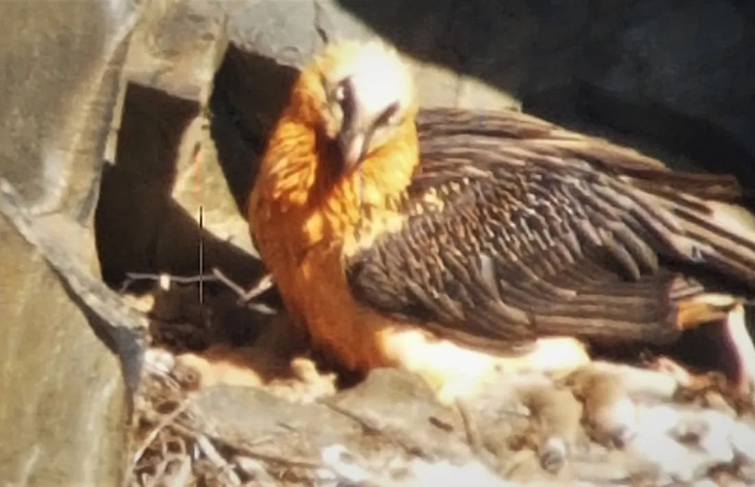 El niu on ha nascut el trencalòs.