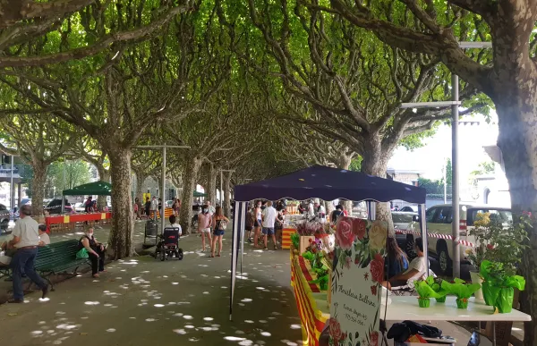 sant_jordi_estiu_a_la_seu