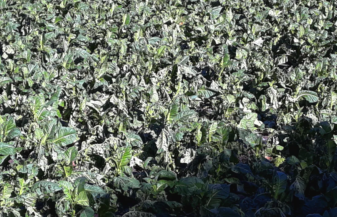 Plantes malmeses per la pedra en un camp d’Andorra la Vella.