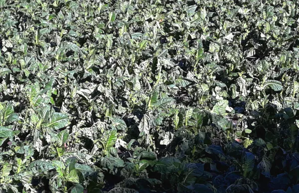 p._7.1_tabac_-_foto_ms