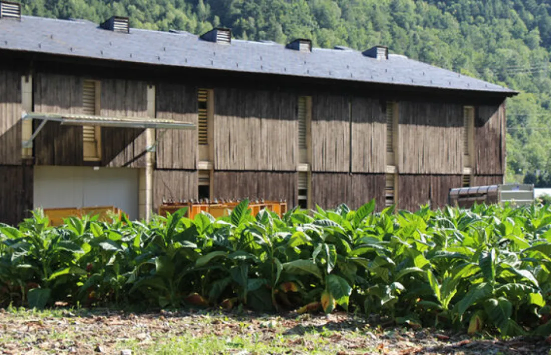 Una plantació de tabac a Santa Coloma.